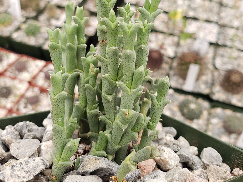 Ruschia Perfoliata | Ruschia | Aizoaceae