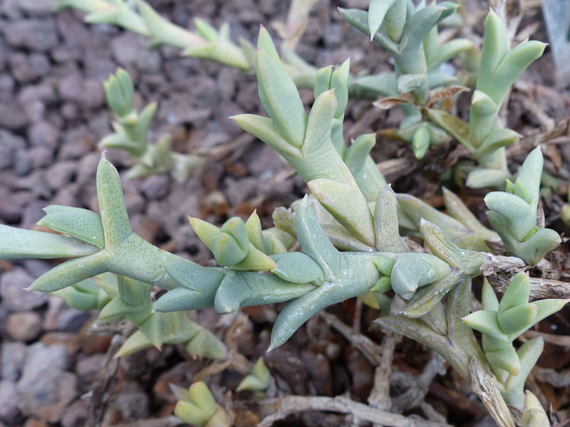 Ruschia Perfoliata | Ruschia | Aizoaceae