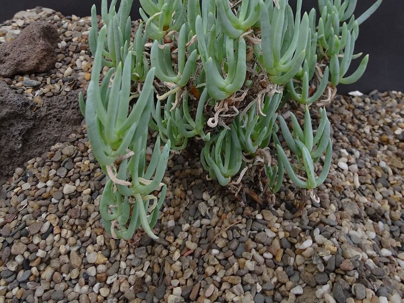 Ruschia Perfoliata | Ruschia | Aizoaceae