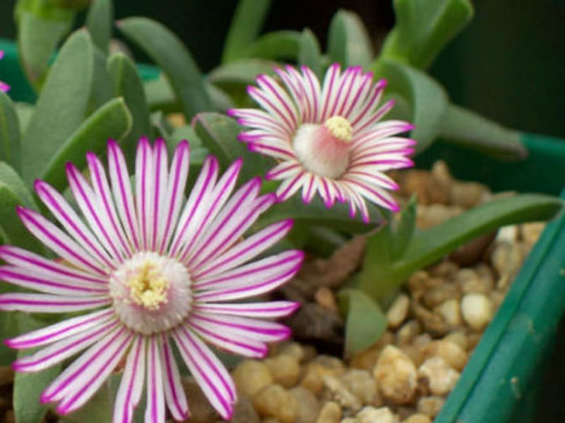 Ruschia Perfoliata | Ruschia | Aizoaceae