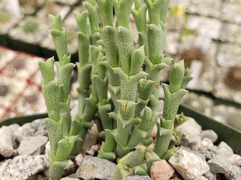 Ruschia Perfoliata | Ruschia | Aizoaceae