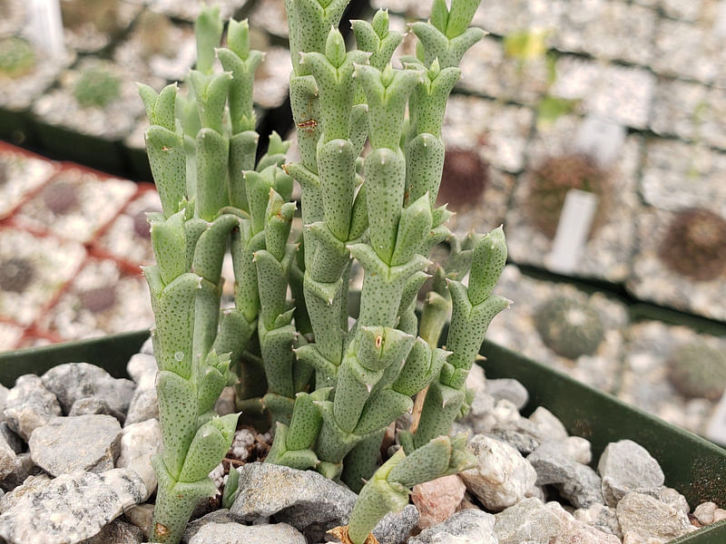 Ruschia Perfoliata | Ruschia | Aizoaceae