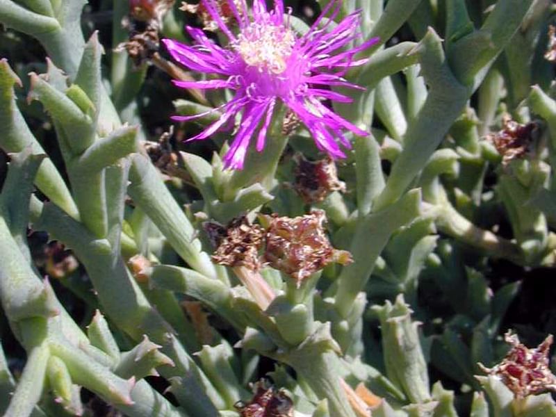 Ruschia Perfoliata | Ruschia | Aizoaceae