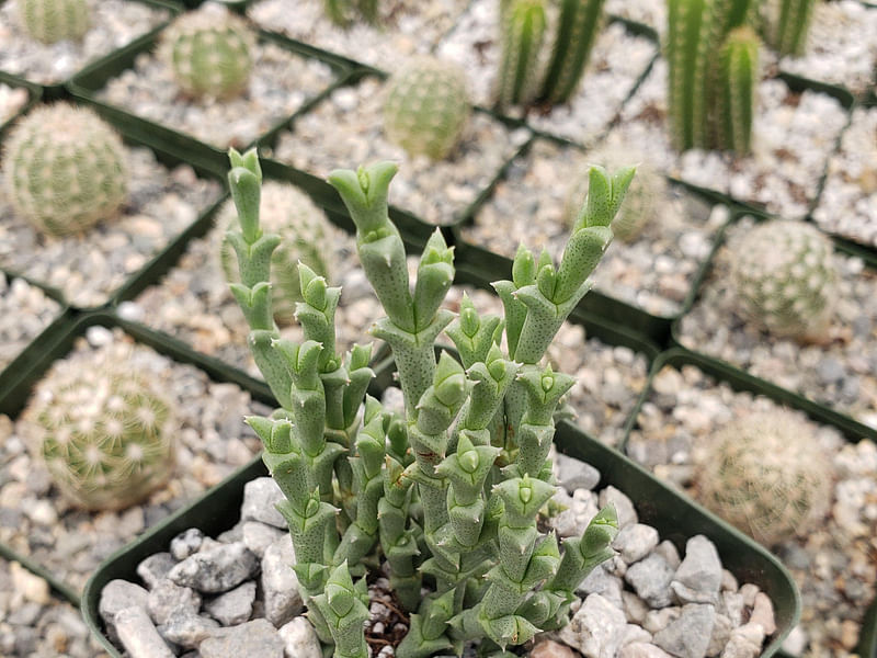 Ruschia Perfoliata | Ruschia | Aizoaceae