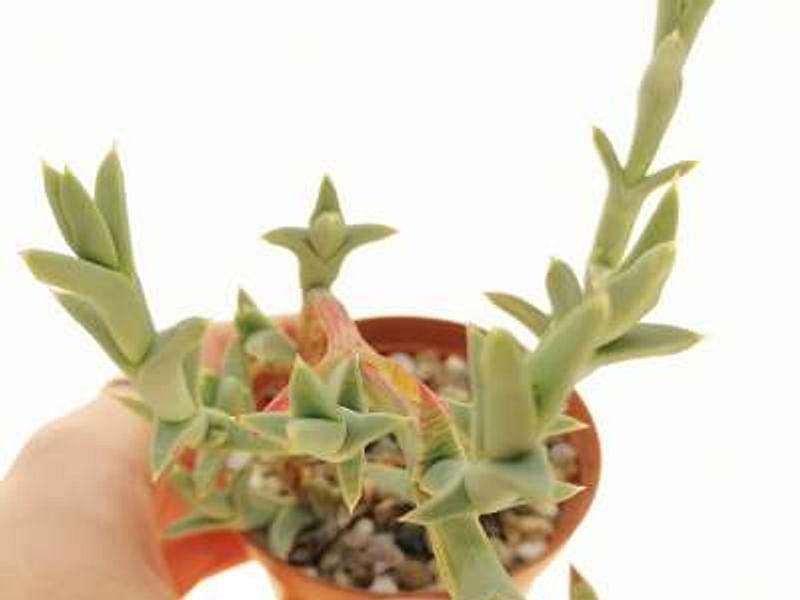 Ruschia Perfoliata | Ruschia | Aizoaceae