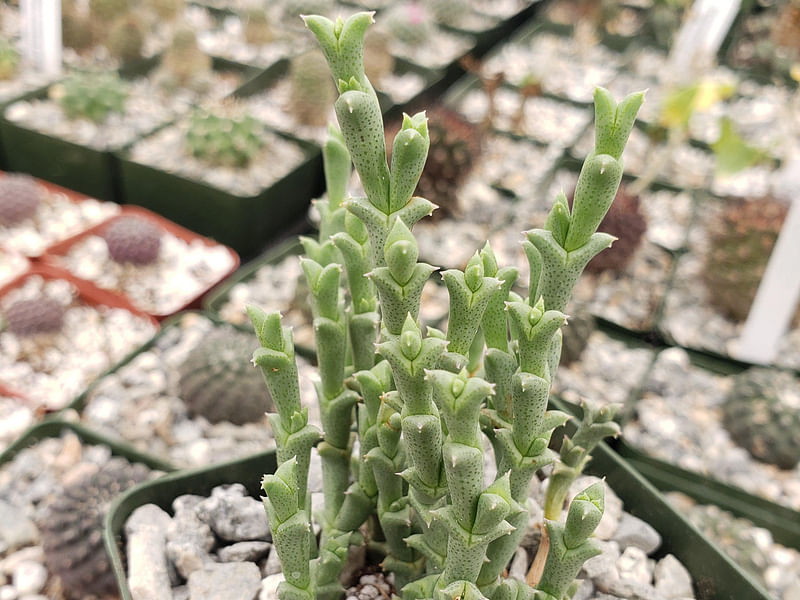Ruschia Perfoliata | Ruschia | Aizoaceae