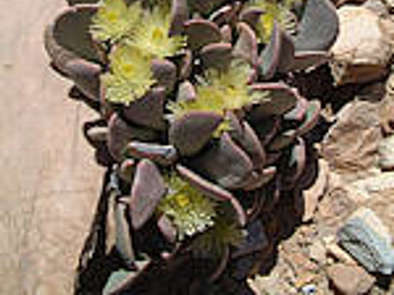 Ruschianthus Falcatus - Photo Joel Lode | Ruschianthus | Aizoaceae
