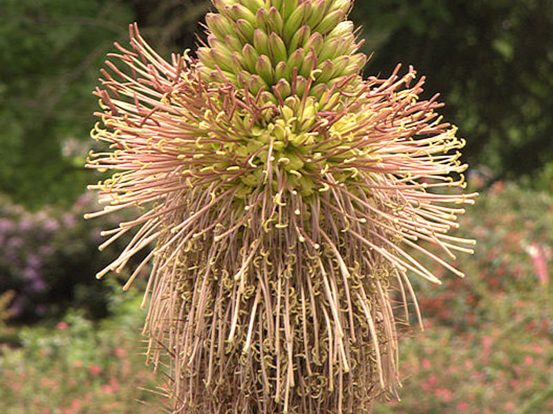 Ruschianthus Falcatus - Photo Joel Lode | Ruschianthus | Aizoaceae