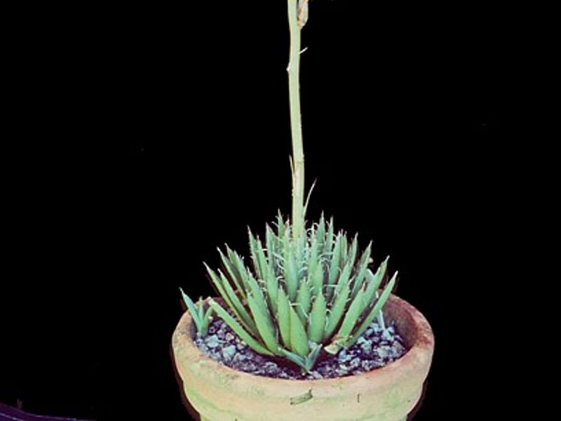 Ruschianthus Falcatus - Photo Joel Lode | Ruschianthus | Aizoaceae