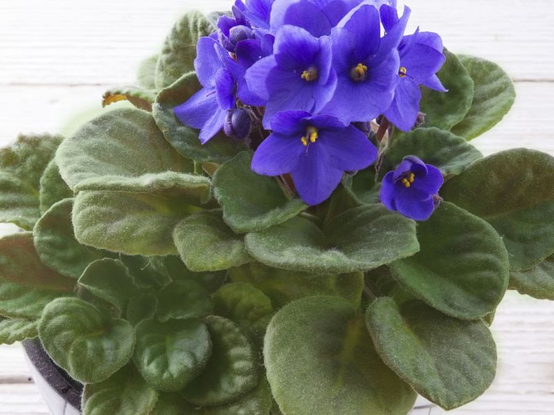 Saintpaulia | Gesneriaceae