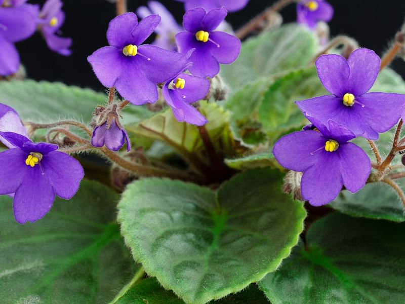 Saintpaulia Ionantha Var. Ionantha | Saintpaulia | Gesneriaceae
