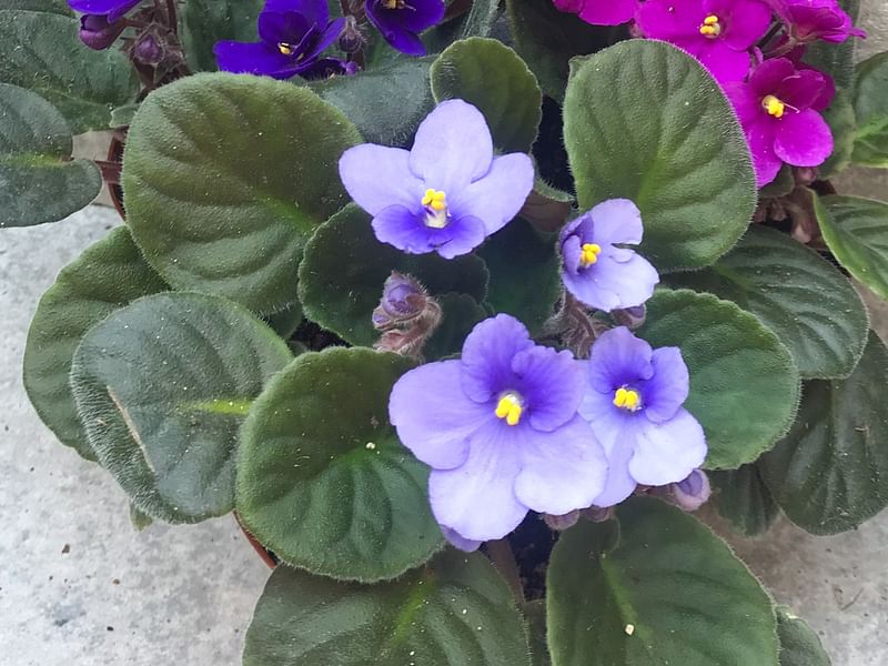 Saintpaulia Ionantha Var. Ionantha | Saintpaulia | Gesneriaceae