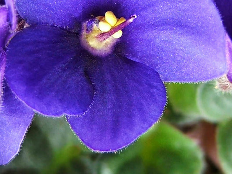 Saintpaulia Ionantha Var. Ionantha | Saintpaulia | Gesneriaceae