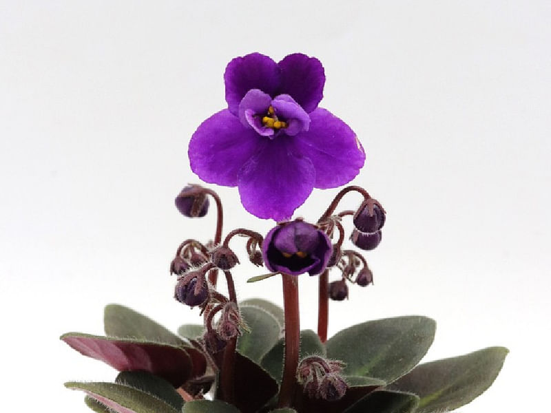 Saintpaulia Ionantha Var. Ionantha | Saintpaulia | Gesneriaceae