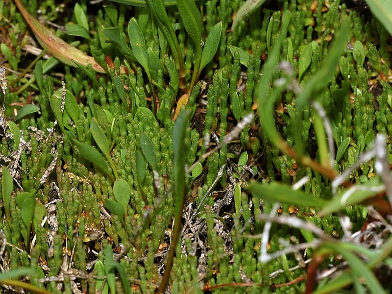 Salicornia Ramosissima | Salicornia | Amaranthaceae