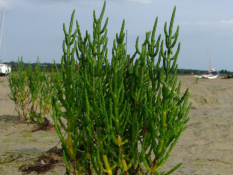 Salicornia Ramosissima | Salicornia | Amaranthaceae