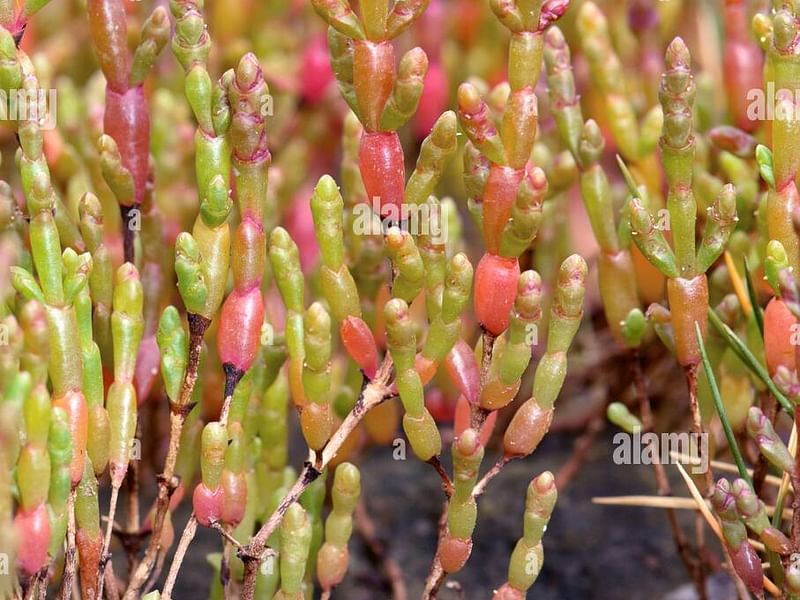 Salicornia Ramosissima | Salicornia | Amaranthaceae