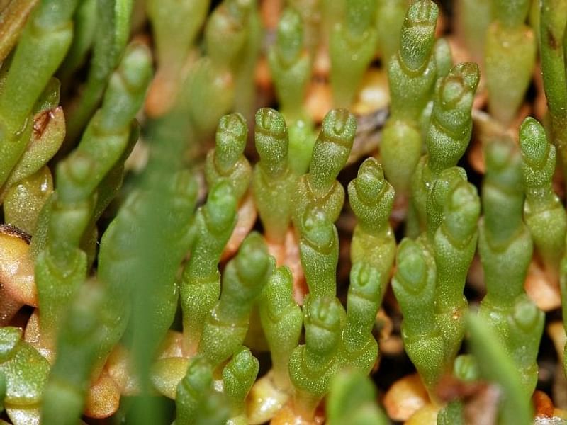 Salicornia Ramosissima | Salicornia | Amaranthaceae