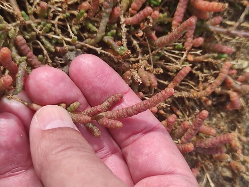 Salicornia Ramosissima | Salicornia | Amaranthaceae