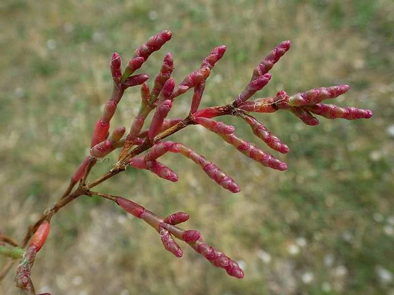Salicornia Ramosissima | Salicornia | Amaranthaceae