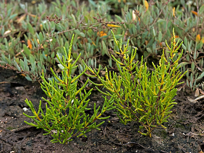 Salicornia Ramosissima | Salicornia | Amaranthaceae