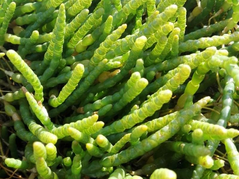 Salicornia Ramosissima | Salicornia | Amaranthaceae