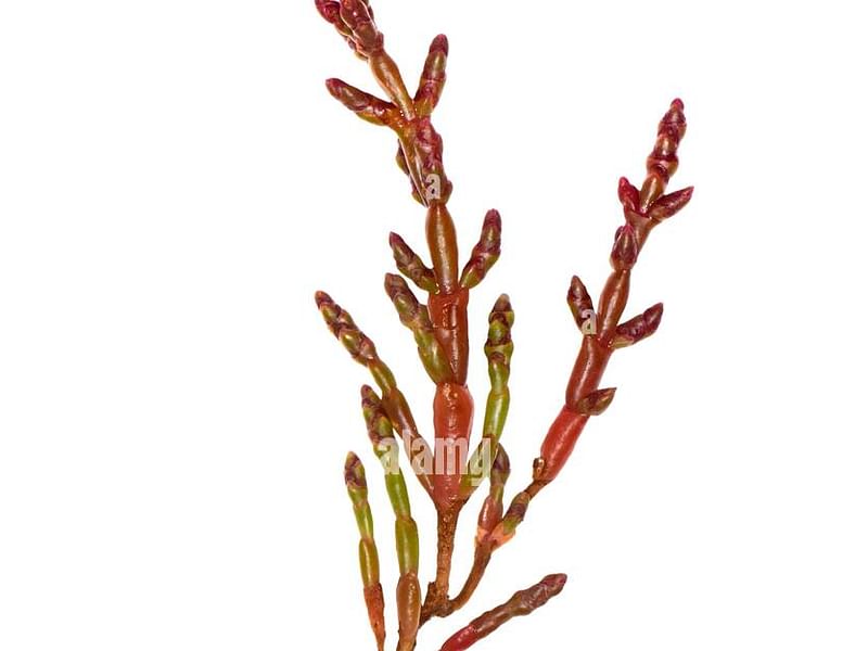 Salicornia Ramosissima | Salicornia | Amaranthaceae