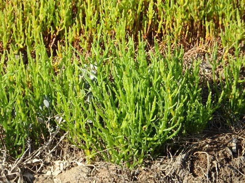 Salicornia Ramosissima | Salicornia | Amaranthaceae