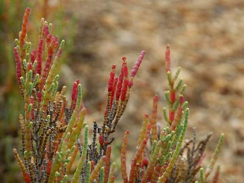 Salicornia Ramosissima | Salicornia | Amaranthaceae