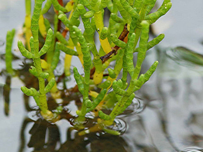 Salicornia Rubra - Death Valley | Salicornia | Amaranthaceae
