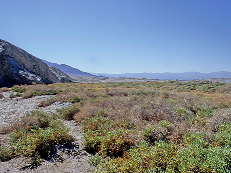 Salicornia Rubra - Death Valley | Salicornia | Amaranthaceae