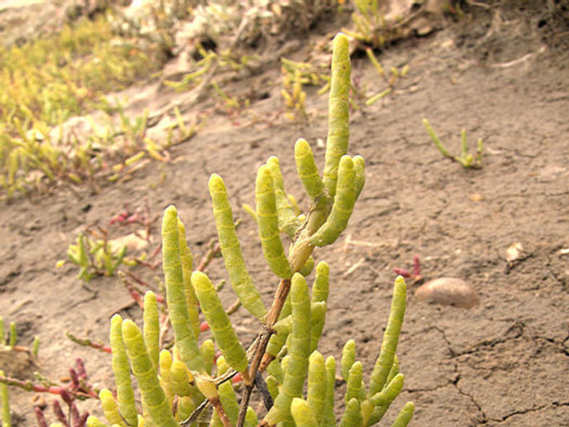 Salicornia Rubra - Death Valley | Salicornia | Amaranthaceae
