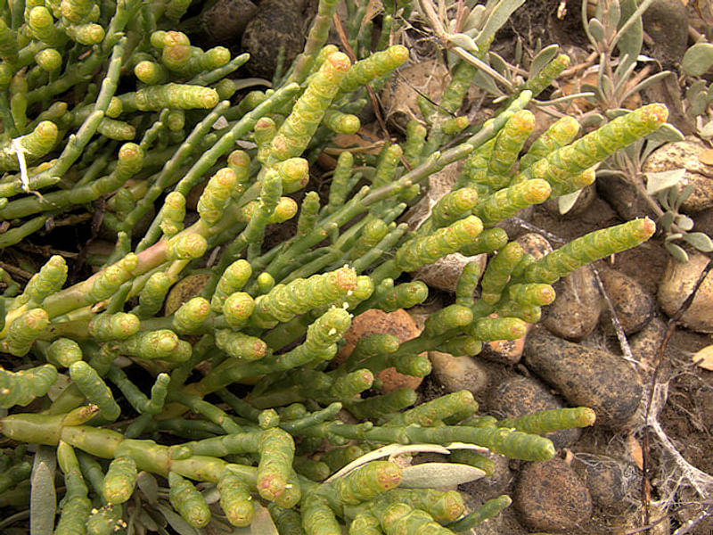 Salicornia Rubra - Death Valley | Salicornia | Amaranthaceae