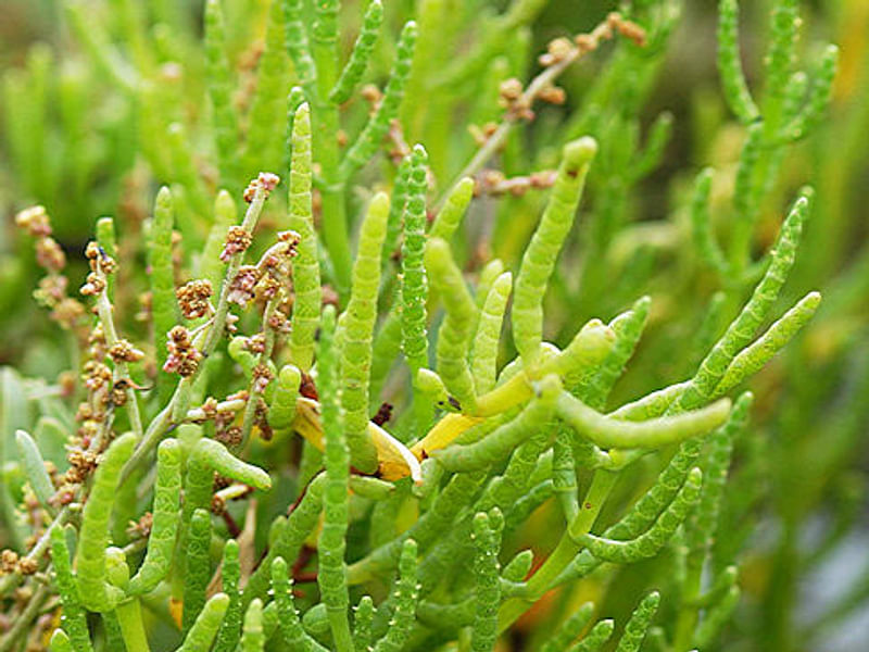 Salicornia Rubra - Death Valley | Salicornia | Amaranthaceae