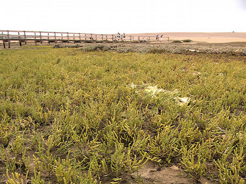 Salicornia Rubra - Death Valley | Salicornia | Amaranthaceae