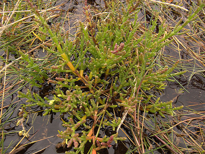 Salicornia Rubra - Death Valley | Salicornia | Amaranthaceae