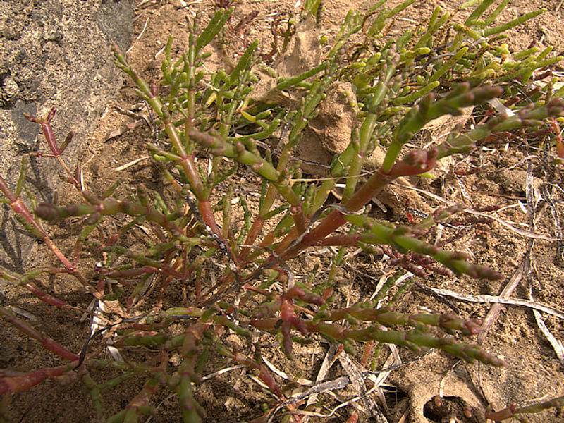 Salicornia Rubra - Death Valley | Salicornia | Amaranthaceae