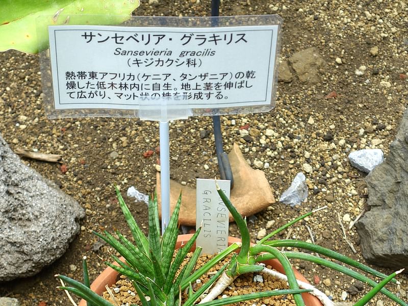 Sansevieria Gracilis Var. Humbertiana | Sansevieria | Dracaenaceae