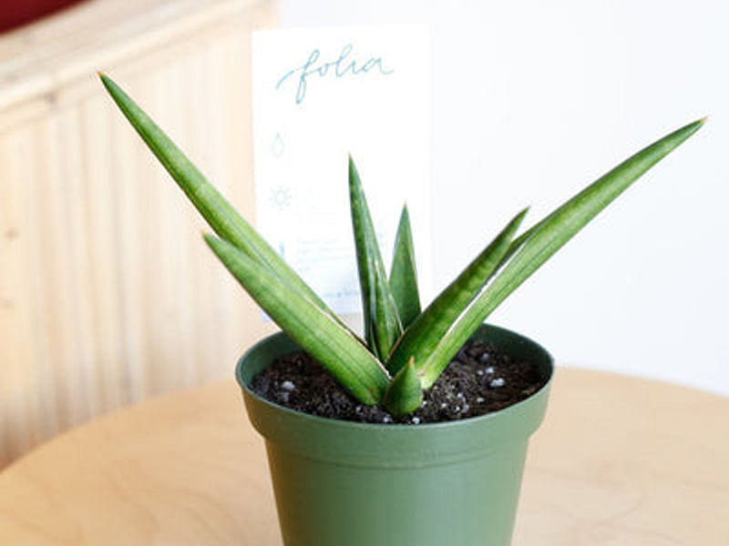 Sansevieria Gracilis Var. Humbertiana | Sansevieria | Dracaenaceae