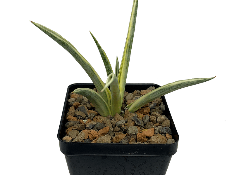Sansevieria Gracilis Var. Humbertiana | Sansevieria | Dracaenaceae