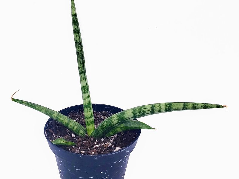 Sansevieria Gracilis Var. Humbertiana | Sansevieria | Dracaenaceae