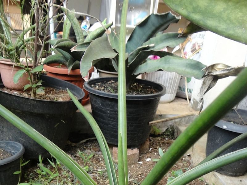 Sansevieria Gracilis Var. Humbertiana | Sansevieria | Dracaenaceae
