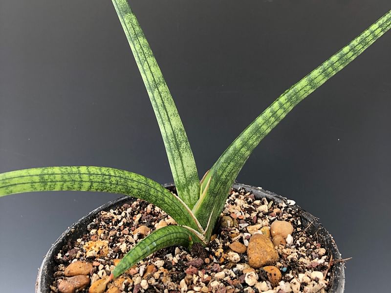 Sansevieria Gracilis Var. Humbertiana | Sansevieria | Dracaenaceae