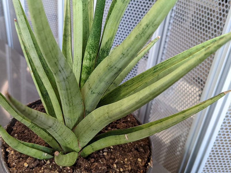 Sansevieria Gracilis Var. Humbertiana | Sansevieria | Dracaenaceae
