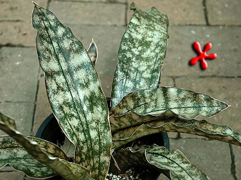 Sansevieria Kirkii Var. Pulchra | Sansevieria | Dracaenaceae