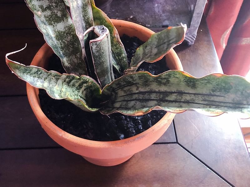 Sansevieria Kirkii Var. Pulchra | Sansevieria | Dracaenaceae