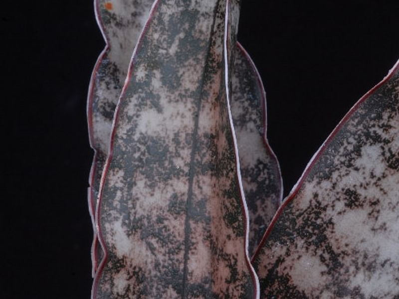 Sansevieria Kirkii Var. Pulchra | Sansevieria | Dracaenaceae