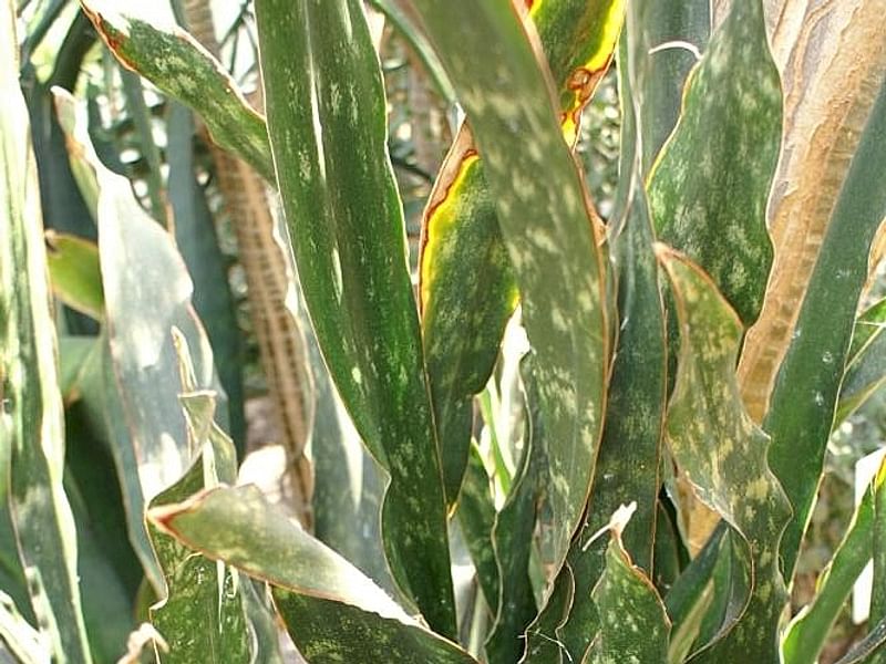Sansevieria Kirkii Var. Pulchra | Sansevieria | Dracaenaceae