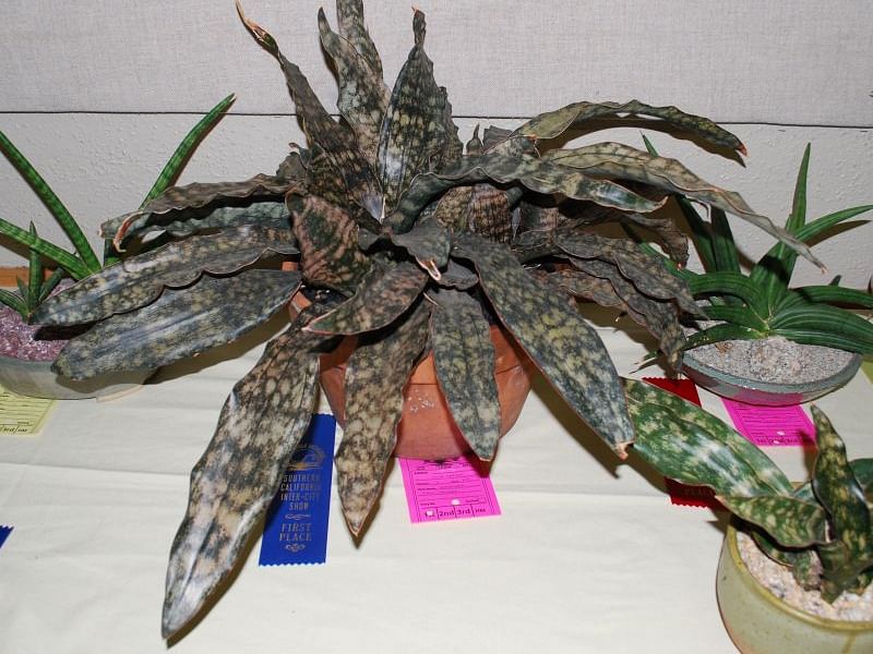 Sansevieria Kirkii Var. Pulchra | Sansevieria | Dracaenaceae