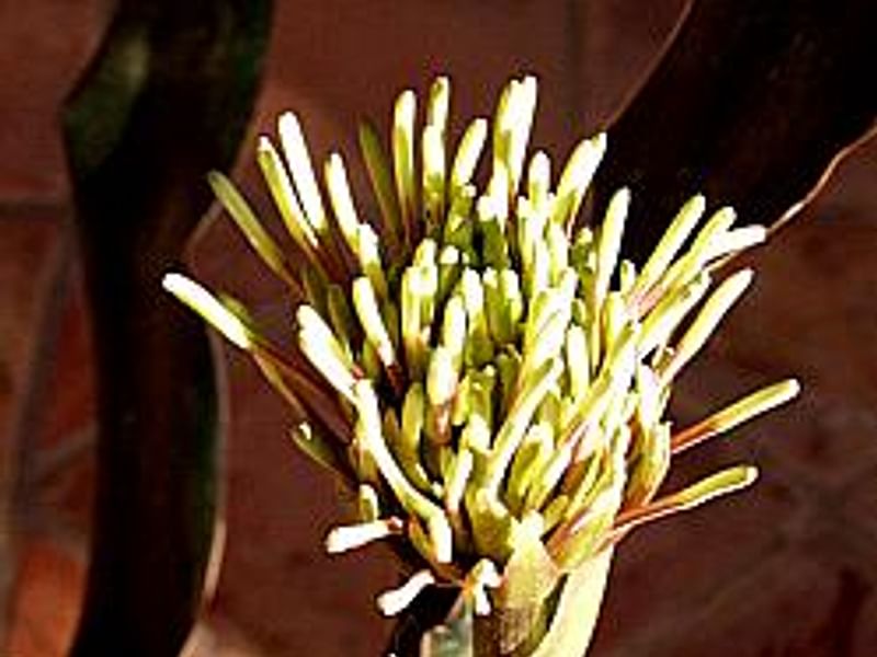 Sansevieria Kirkii Var. Pulchra | Sansevieria | Dracaenaceae